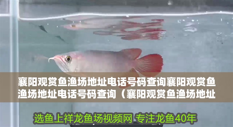 襄陽觀賞魚漁場地址電話號碼查詢襄陽觀賞魚漁場地址電話號碼查詢（襄陽觀賞魚漁場地址電話號碼怎么查詢）