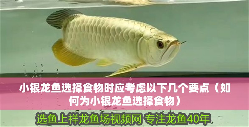 小銀龍魚選擇食物時(shí)應(yīng)考慮以下幾個(gè)要點(diǎn)（如何為小銀龍魚選擇食物）