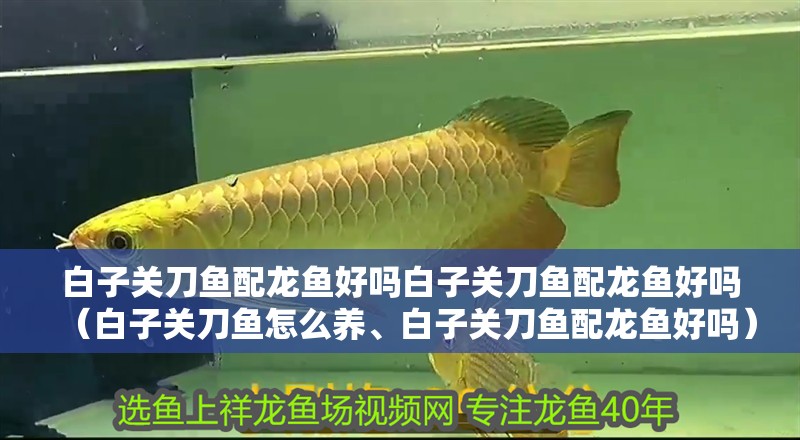 白子關刀魚配龍魚好嗎白子關刀魚配龍魚好嗎（白子關刀魚怎么養、白子關刀魚配龍魚好嗎）