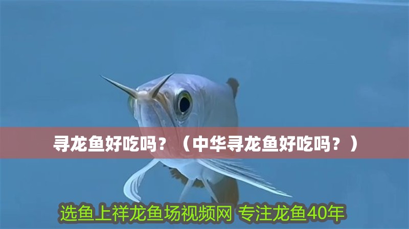 尋龍魚好吃嗎？（中華尋龍魚好吃嗎？）