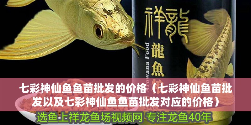 七彩神仙魚魚苗批發的價格（七彩神仙魚苗批發以及七彩神仙魚魚苗批發對應的價格） 七彩神仙魚魚苗批發的價格（七彩神仙魚苗批發以及七彩神仙魚魚苗批發對應的價格） 觀賞魚百科 第2張