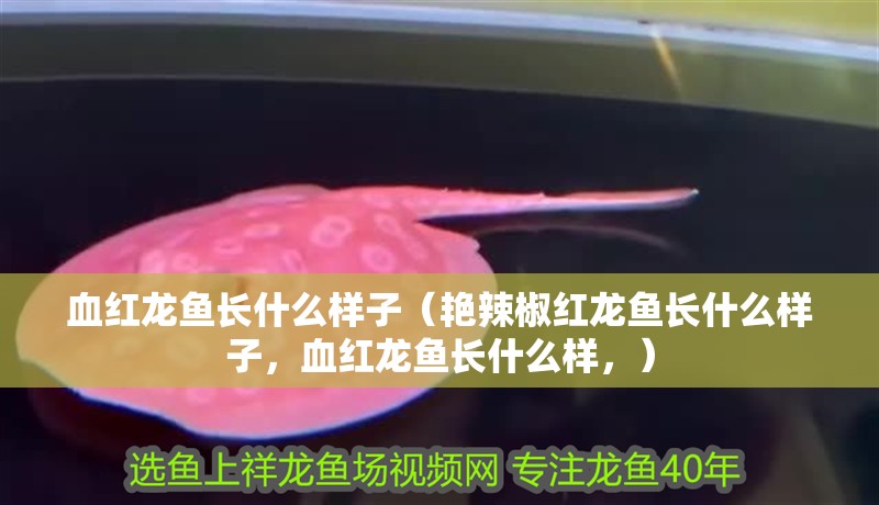 血紅龍魚長什么樣子（艷辣椒紅龍魚長什么樣子，血紅龍魚長什么樣，）