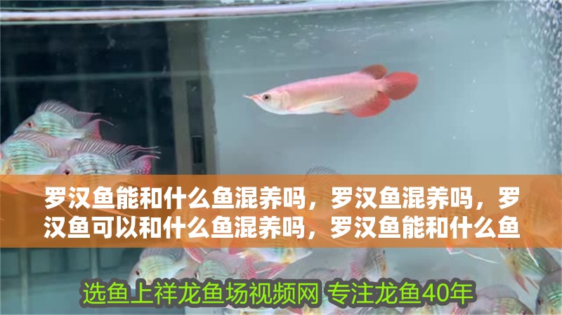 羅漢魚能和什么魚混養(yǎng)嗎，羅漢魚混養(yǎng)嗎，羅漢魚可以和什么魚混養(yǎng)嗎，羅漢魚能和什么魚混養(yǎng)嗎