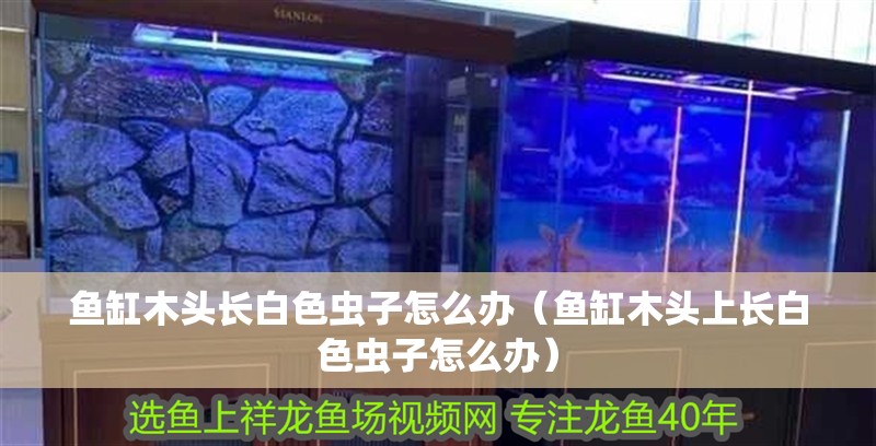 魚缸木頭長白色蟲子怎么辦（魚缸木頭上長白色蟲子怎么辦）