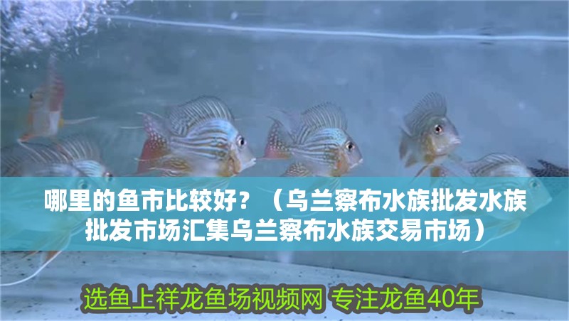 哪里的魚市比較好？（烏蘭察布水族批發水族批發市場匯集烏蘭察布水族交易市場）