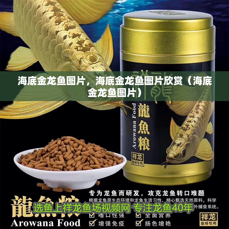 海底金龍魚圖片，海底金龍魚圖片欣賞（海底金龍魚圖片）