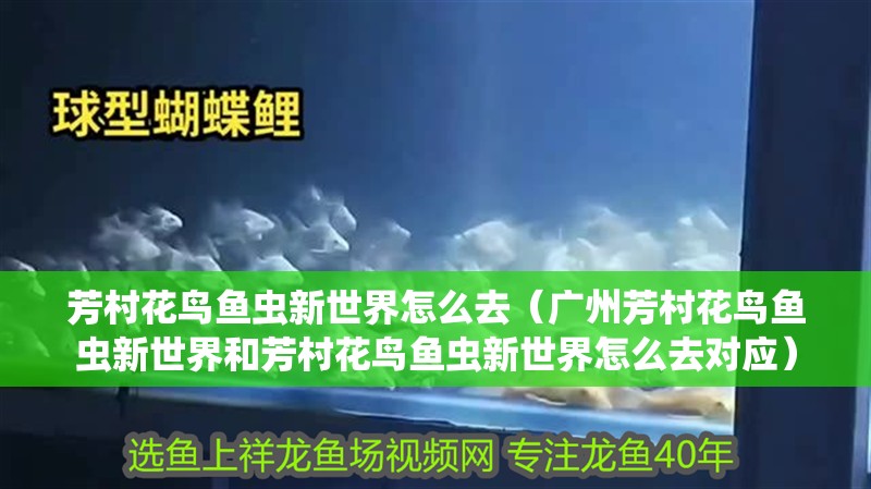 芳村花鳥魚蟲新世界怎么去（廣州芳村花鳥魚蟲新世界和芳村花鳥魚蟲新世界怎么去對應） 芳村花鳥魚蟲新世界怎么去（廣州芳村花鳥魚蟲新世界和芳村花鳥魚蟲新世界怎么去對應） 觀賞魚百科
