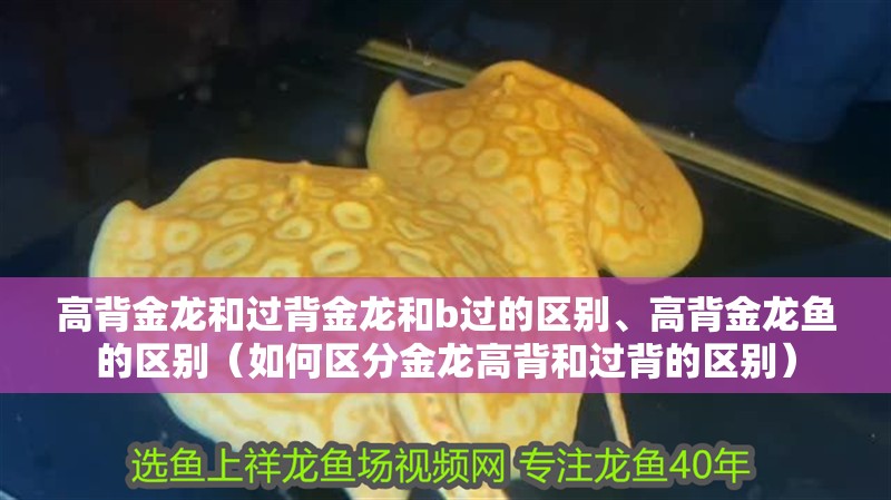 高背金龍和過背金龍和b過的區(qū)別、高背金龍魚的區(qū)別（如何區(qū)分金龍高背和過背的區(qū)別）