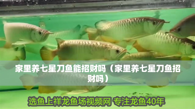 家里養(yǎng)七星刀魚(yú)能招財(cái)嗎（家里養(yǎng)七星刀魚(yú)招財(cái)嗎）