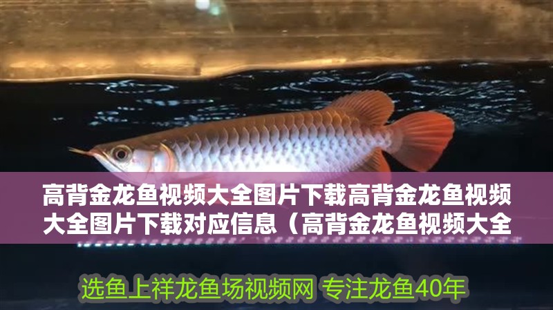 高背金龍魚視頻大全圖片下載高背金龍魚視頻大全圖片下載對應信息（高背金龍魚視頻大全圖片） 高背金龍魚視頻大全圖片下載高背金龍魚視頻大全圖片下載對應信息（高背金龍魚視頻大全圖片） 觀賞魚百科