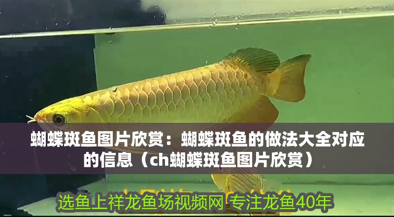 蝴蝶斑魚圖片欣賞：蝴蝶斑魚的做法大全對應(yīng)的信息（ch蝴蝶斑魚圖片欣賞）