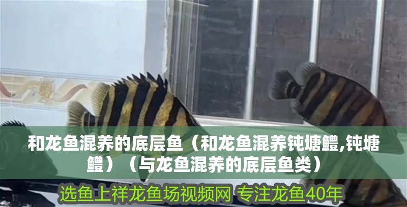 和龍魚混養的底層魚（和龍魚混養鈍塘鱧,鈍塘鱧）（與龍魚混養的底層魚類）