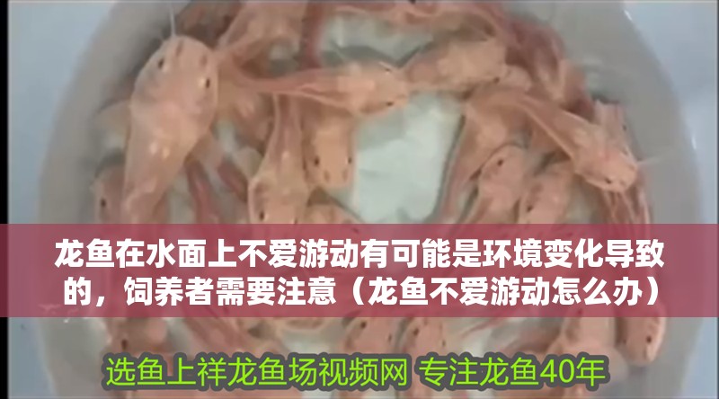 龍魚在水面上不愛游動有可能是環境變化導致的，飼養者需要注意（龍魚不愛游動怎么辦）