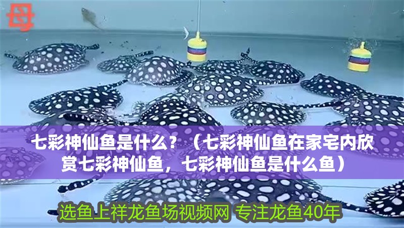 七彩神仙魚是什么？（七彩神仙魚在家宅內欣賞七彩神仙魚，七彩神仙魚是什么魚）