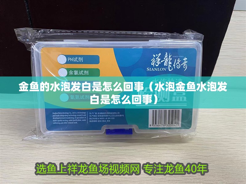 金魚的水泡發白是怎么回事（水泡金魚水泡發白是怎么回事）