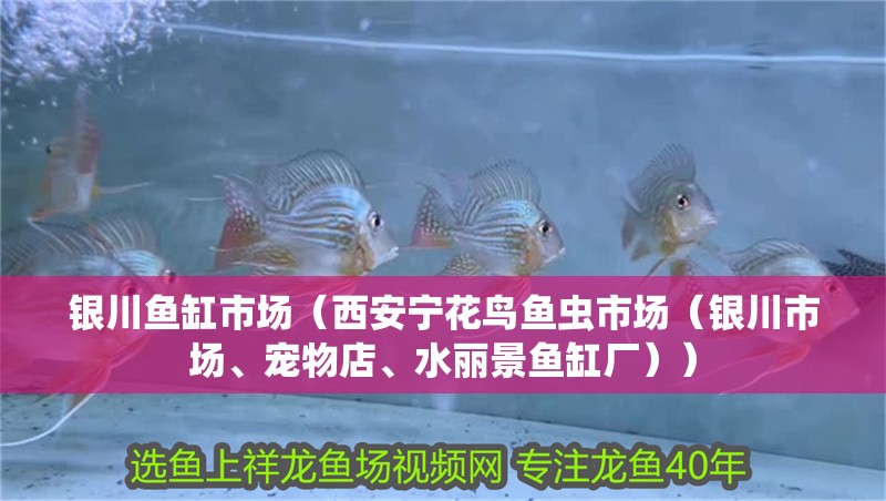 銀川魚缸市場（<strong><mark>西安</mark></strong>寧花鳥魚蟲市場（銀川市場、寵物店、水麗景魚缸廠））