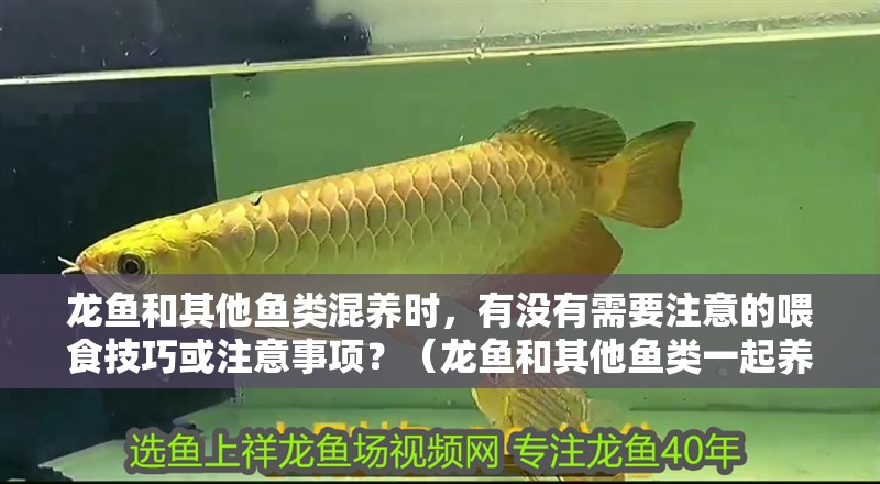 龍魚和其他魚類混養時，有沒有需要注意的喂食技巧或注意事項？（龍魚和其他魚類一起養，應該如何控制喂食量，避免過度喂食？）