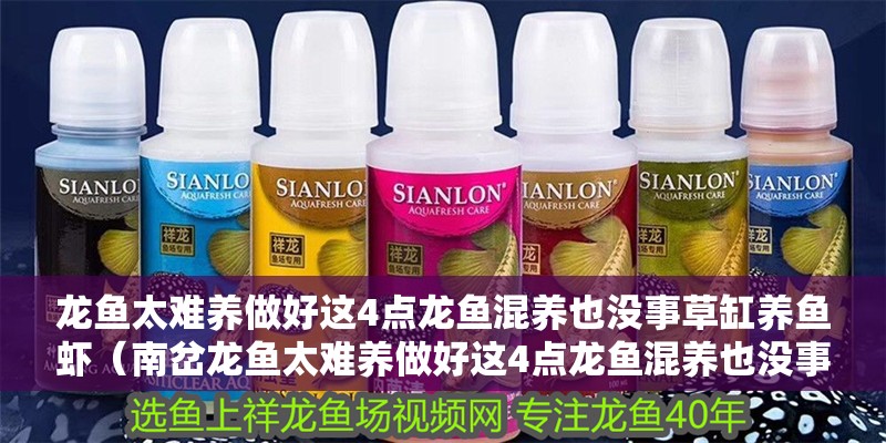 龍魚太難養做好這4點龍魚混養也沒事草缸養魚蝦（南岔龍魚太難養做好這4點龍魚混養也沒事草缸養魚蝦） 龍魚太難養做好這4點龍魚混養也沒事草缸養魚蝦（南岔龍魚太難養做好這4點龍魚混養也沒事草缸養魚蝦） 觀賞魚百科 第12張