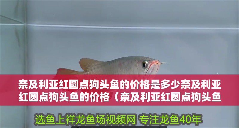 奈及利亞紅圓點狗頭魚的價格是多少奈及利亞紅圓點狗頭魚的價格（奈及利亞紅圓點狗頭魚）