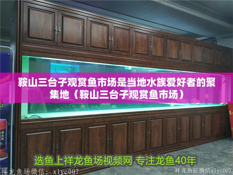 鞍山三臺子觀賞魚市場是當(dāng)?shù)厮鍚酆谜叩木奂兀ò吧饺_子觀賞魚市場）