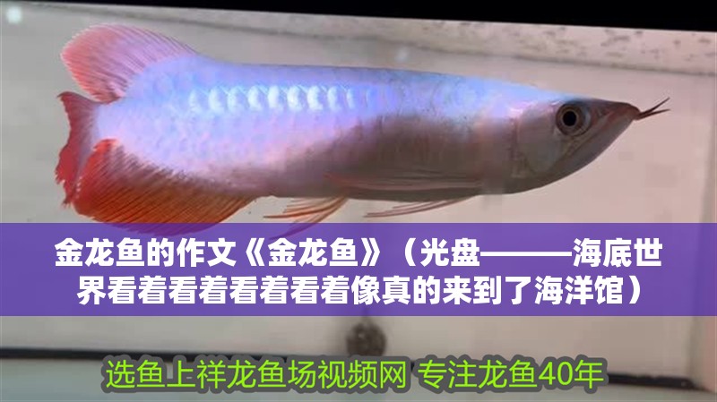 金龍魚的作文《金龍魚》（光盤———海底世界看著看著看著看著像真的來到了海洋館）