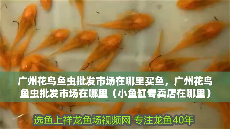 廣州花鳥魚蟲批發市場在哪里買魚，廣州花鳥魚蟲批發市場在哪里（小魚缸專賣店在哪里）