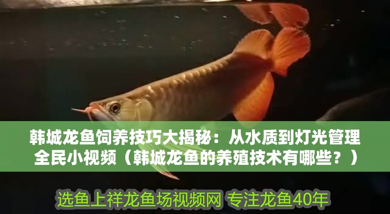 韓城龍魚飼養技巧大揭秘：從水質到燈光管理全民小視頻（韓城龍魚的養殖技術有哪些？）