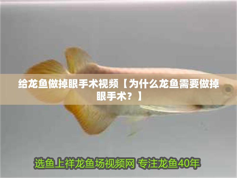 給龍魚做掉眼手術(shù)視頻【為什么龍魚需要做掉眼手術(shù)？】