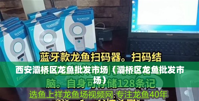 西安灞橋區(qū)龍魚批發(fā)市場（灞橋區(qū)龍魚批發(fā)市場）