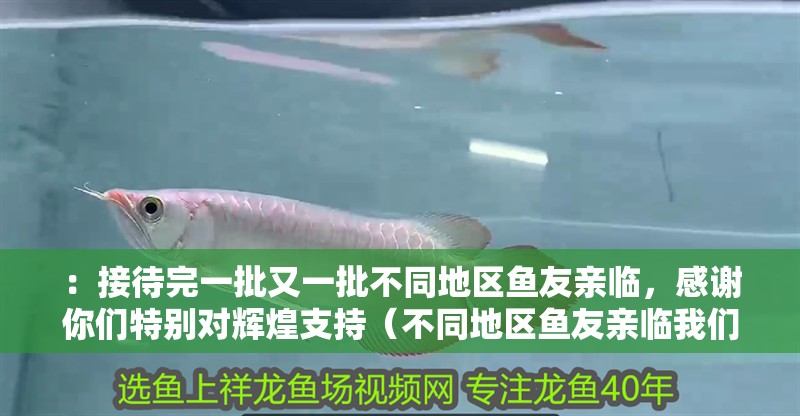 ：接待完一批又一批不同地區魚友親臨，感謝你們特別對輝煌支持（不同地區魚友親臨我們的養殖場）