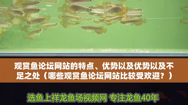 觀賞魚論壇網站的特點、優勢以及優勢以及不足之處（哪些觀賞魚論壇網站比較受歡迎？）