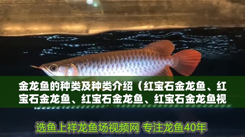 金龍魚的種類及種類介紹（紅寶石金龍魚、紅寶石金龍魚、紅寶石金龍魚、紅寶石金龍魚視頻）
