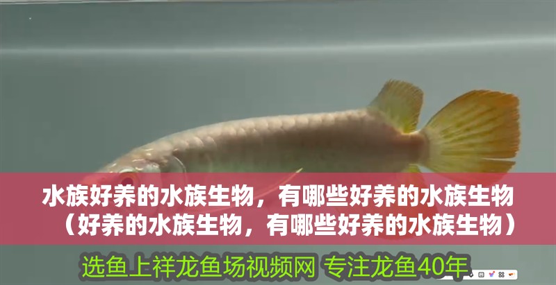 水族好養的水族生物，有哪些好養的水族生物（好養的水族生物，有哪些好養的水族生物）