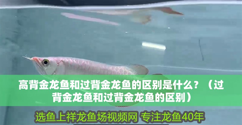 高背金龍魚(yú)和過(guò)背金龍魚(yú)的區(qū)別是什么？（過(guò)背金龍魚(yú)和過(guò)背金龍魚(yú)的區(qū)別）