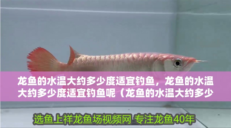 龍魚的水溫大約多少度適宜釣魚，龍魚的水溫大約多少度適宜釣魚呢（龍魚的水溫大約多少度適宜釣魚） 龍魚的水溫大約多少度適宜釣魚，龍魚的水溫大約多少度適宜釣魚呢（龍魚的水溫大約多少度適宜釣魚） 觀賞魚百科 第2張
