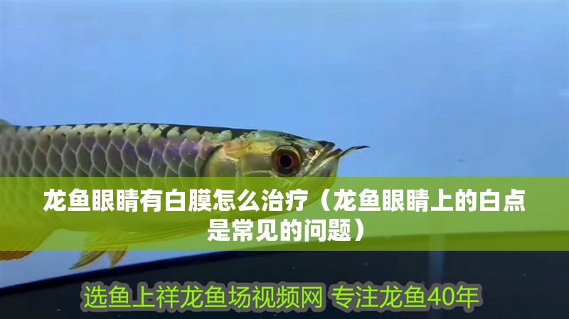 龍魚眼睛有白膜怎么治療（龍魚眼睛上的白點是常見的問題）