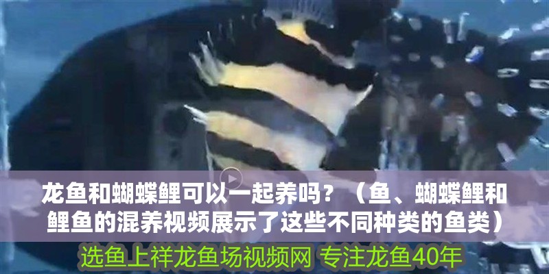 龍魚和蝴蝶鯉可以一起養嗎？（魚、蝴蝶鯉和鯉魚的混養視頻展示了這些不同種類的魚類）
