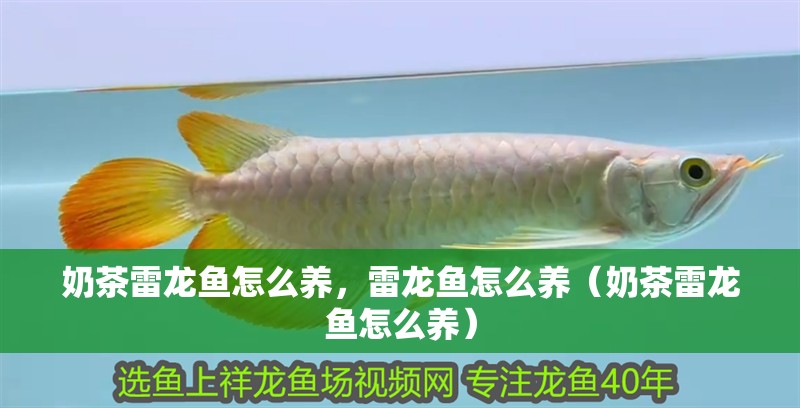 奶茶雷龍魚怎么養，雷龍魚怎么養（奶茶雷龍魚怎么養）
