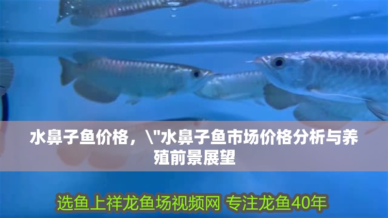 水鼻子魚價格，\