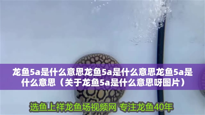 龍魚5a是什么意思龍魚5a是什么意思龍魚5a是什么意思（關于龍魚5a是什么意思呀圖片）