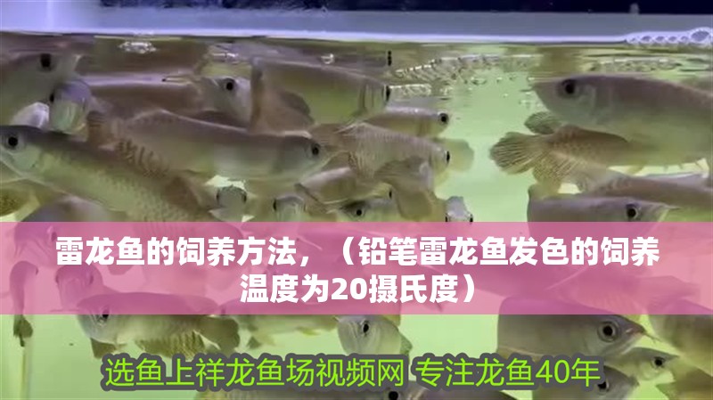 雷龍魚的飼養方法，（鉛筆雷龍魚發色的飼養溫度為20攝氏度）