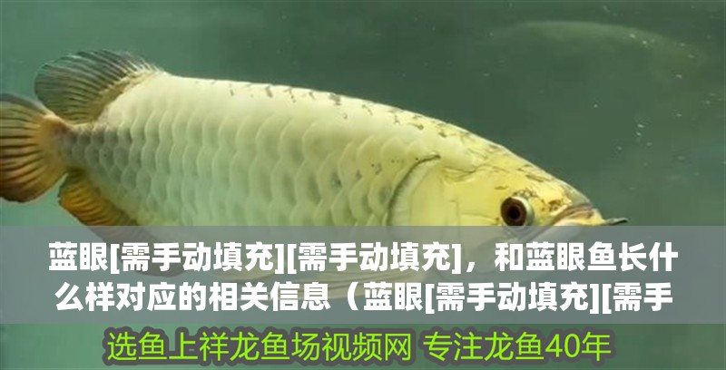 藍眼[需手動填充][需手動填充]，和藍眼魚長什么樣對應的相關信息（藍眼[需手動填充][需手動填充]和藍眼魚長什么樣）