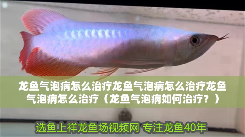 龍魚氣泡病怎么治療龍魚氣泡病怎么治療龍魚氣泡病怎么治療（龍魚氣泡病如何治療？）