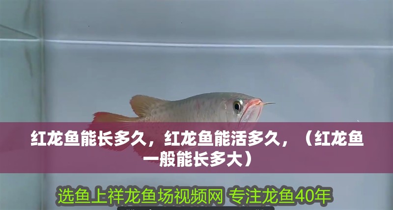紅龍魚能長多久，紅龍魚能活多久，（紅龍魚一般能長多大）