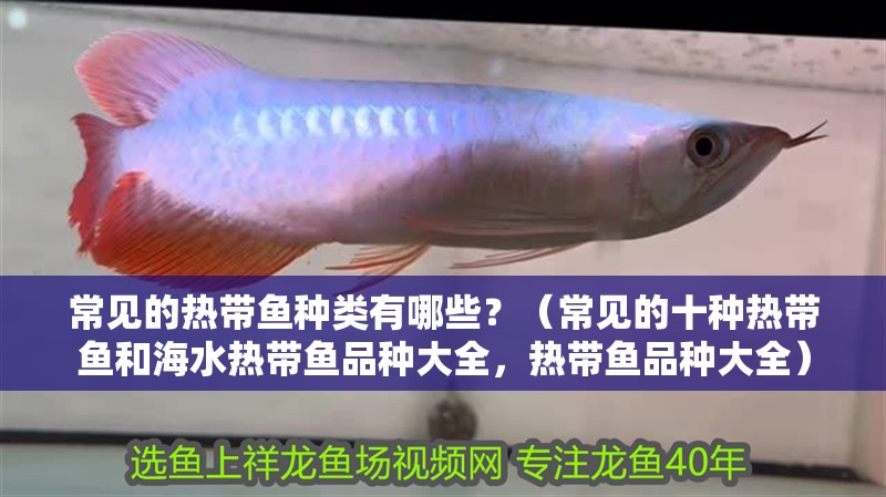 常見的熱帶魚種類有哪些？（常見的十種熱帶魚和海水熱帶魚品種大全，熱帶魚品種大全）