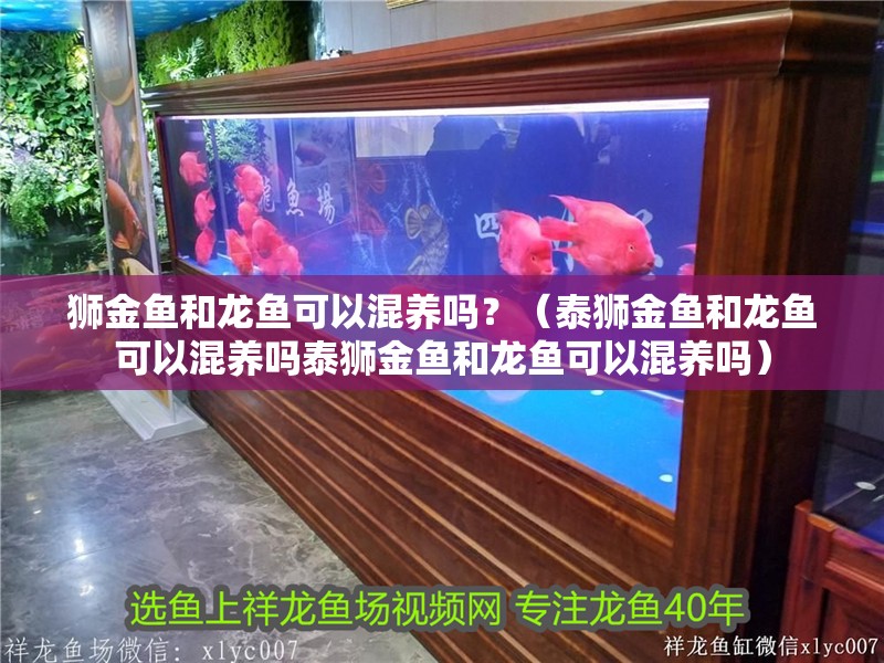 獅金魚和龍魚可以混養嗎？（泰獅金魚和龍魚可以混養嗎泰獅金魚和龍魚可以混養嗎）