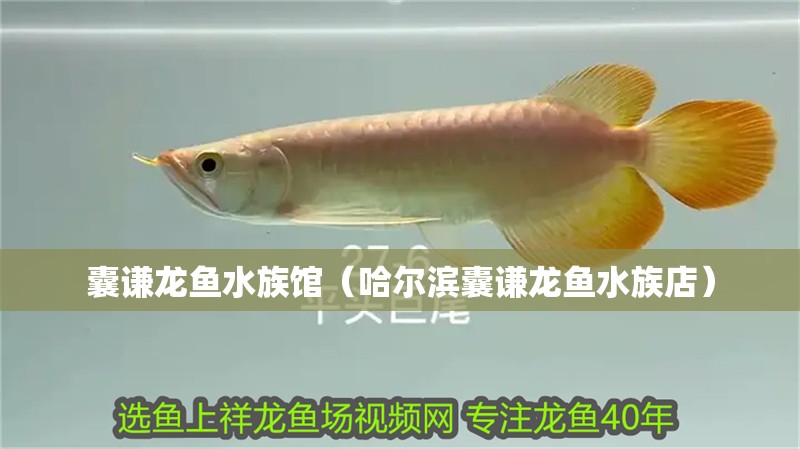 囊謙龍魚水族館（哈爾濱囊謙龍魚水族店）