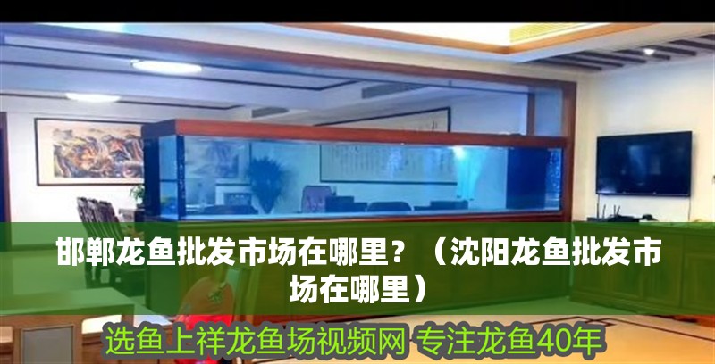 邯鄲龍魚批發(fā)市場在哪里？（沈陽龍魚批發(fā)市場在哪里）
