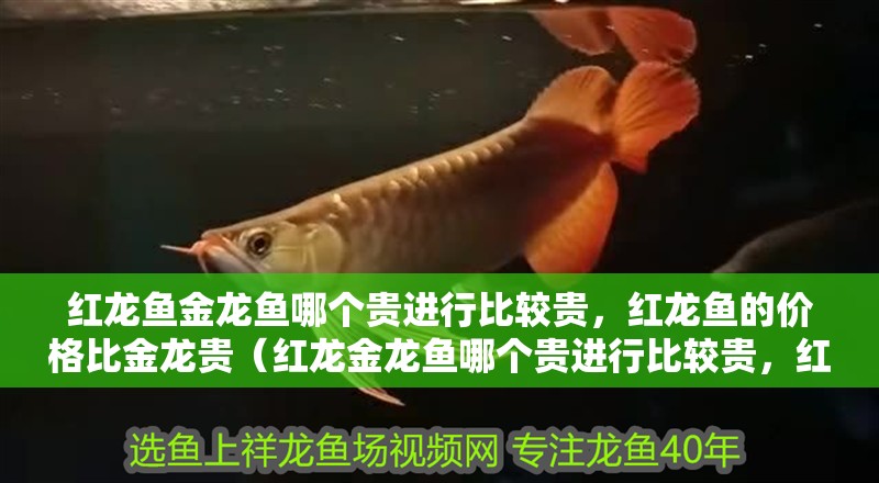 紅龍魚金龍魚哪個貴進行比較貴，紅龍魚的價格比金龍貴（紅龍金龍魚哪個貴進行比較貴，紅龍魚的價格比金龍貴）