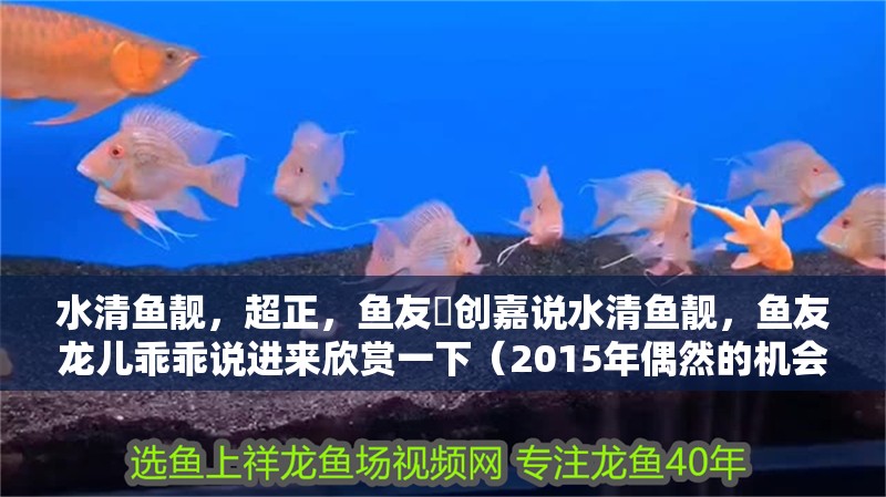 水清魚靚，超正，魚友週創嘉說水清魚靚，魚友龍兒乖乖說進來欣賞一下（2015年偶然的機會買了一條銀龍，現在已經熬過了新手期）